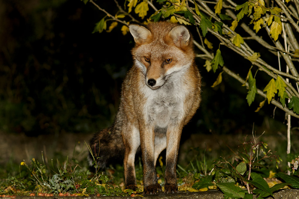 1010161010164897.jpg - Fox in garden