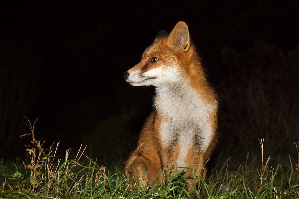 1011170911175484.jpg - Pretty Vixen