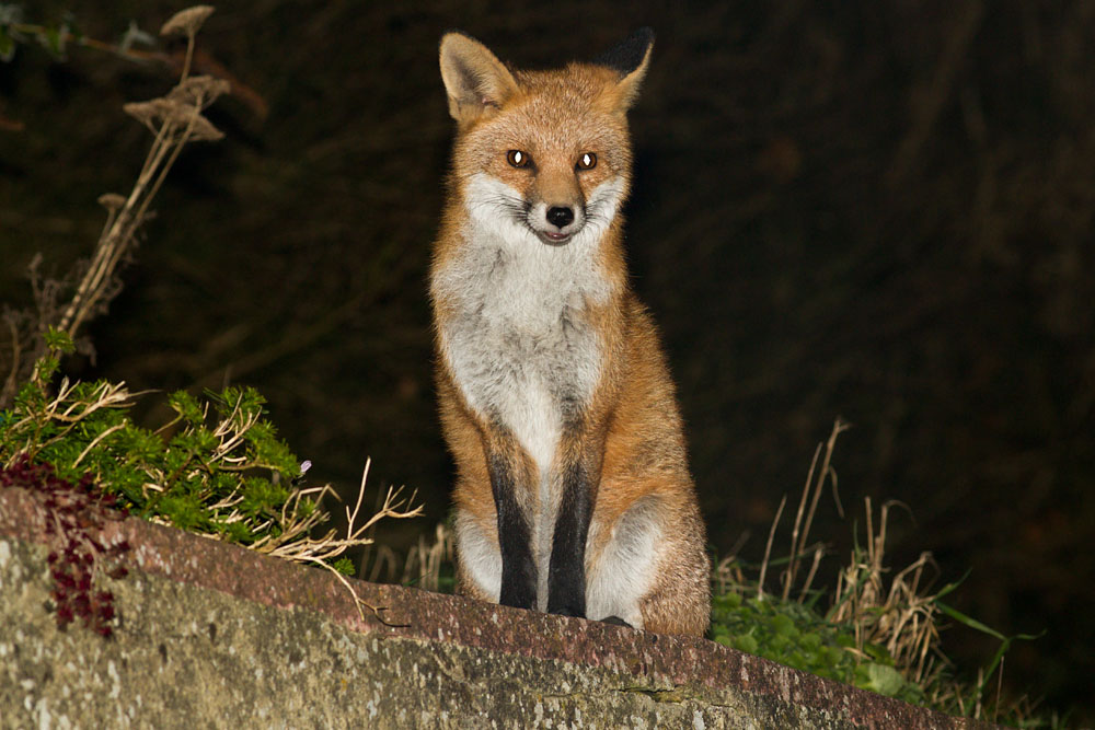 1012130812131485.jpg - Fox sitting by the pond