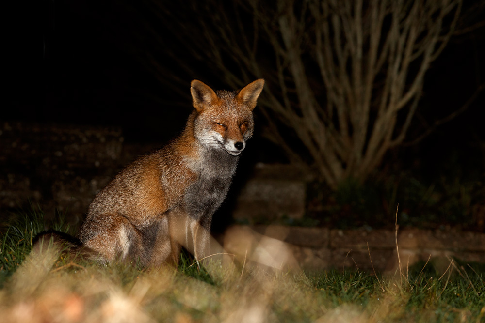 1012191012192844.jpg - Wolfy at night