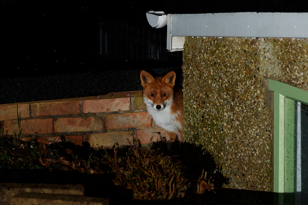 1012200812201417.jpg - Longtail by the garage