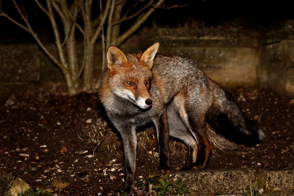 1101201101197081.jpg - Wolfy at night