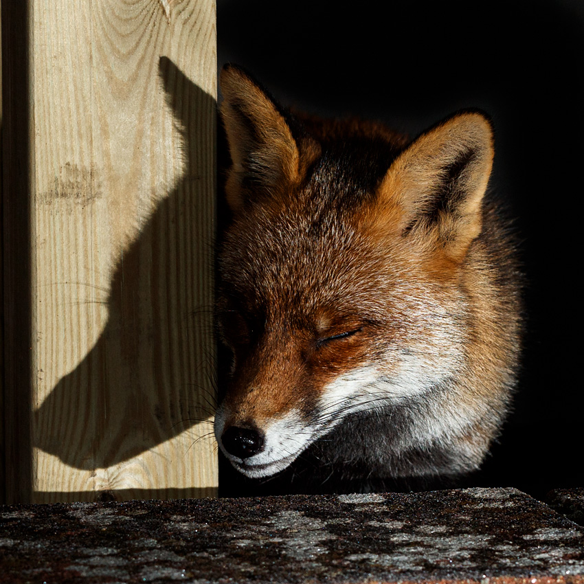 1101211001212725.jpg - Wolfy around the garden
