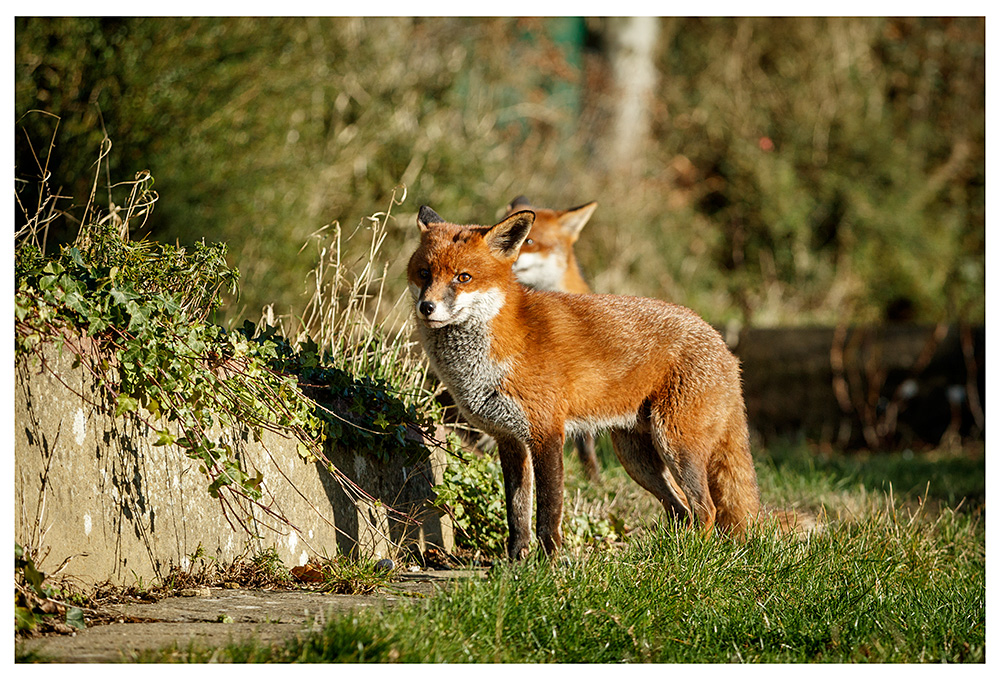 1101240901242149.jpg - Two foxes in sunshine (Lopa and Stripe)
