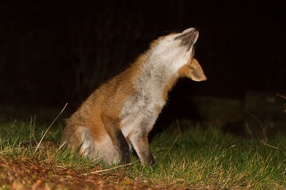 1102141002140600.jpg - Fox in garden