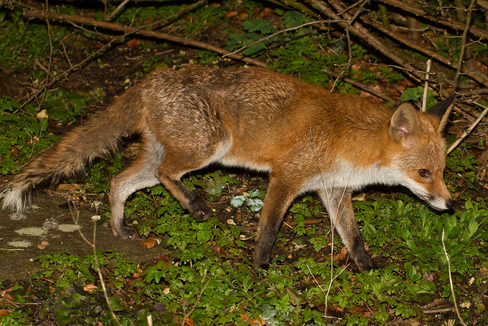 1103140903145036.jpg - Fox in garden