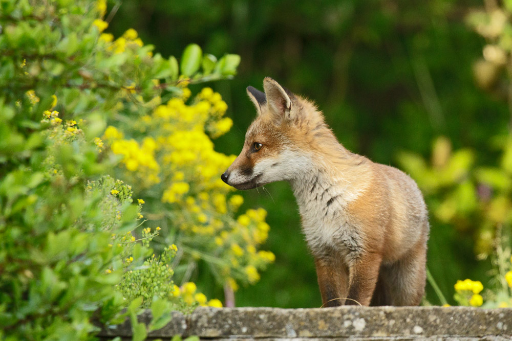 1103170106130867.jpg - Fox cub and yellow flowers