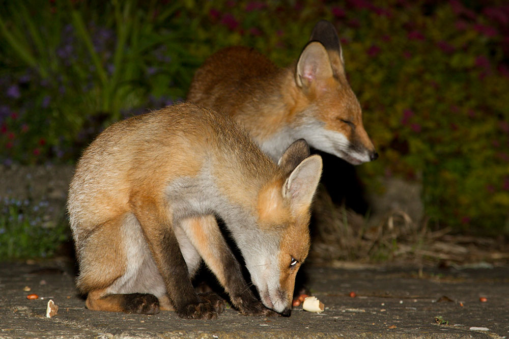 1104131806124291.jpg - Fox cub (Vulpes vulpes) pair sitting in a garden with small food treats.