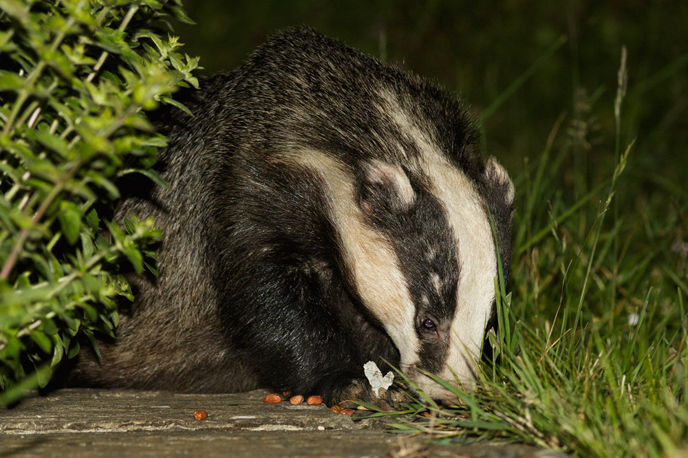 1106150606158622.jpg - Badger on the path
