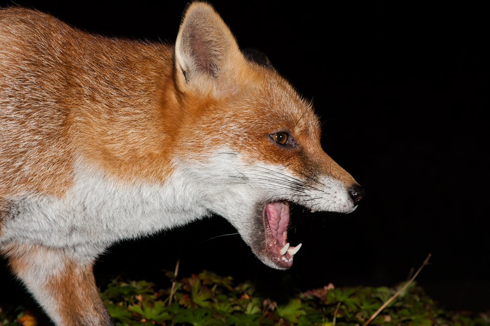 1106163010099386.jpg - Fox portrait with open mouth