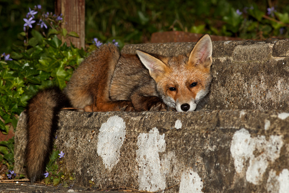 1106181006180299.jpg - Fox cub at three months old