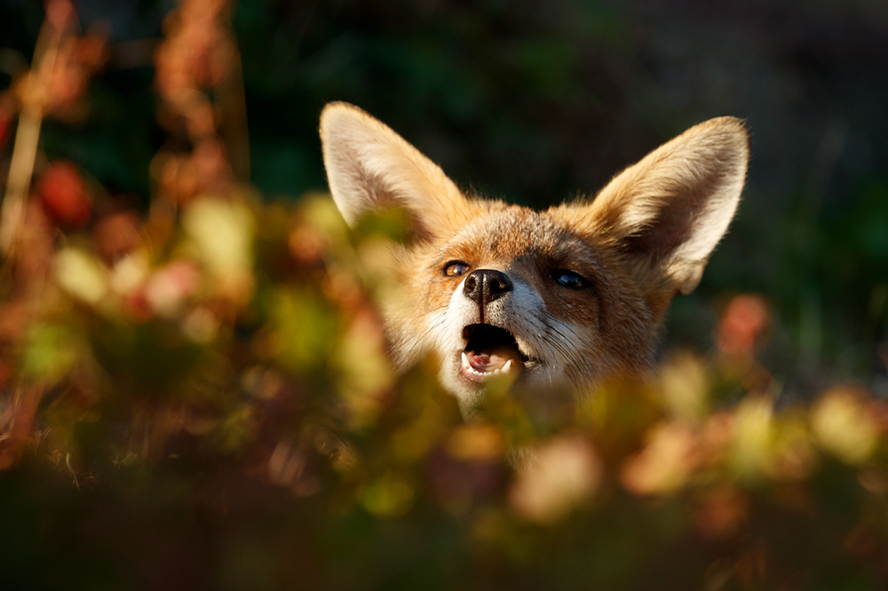1107181007184664.jpg - Young fox portrait