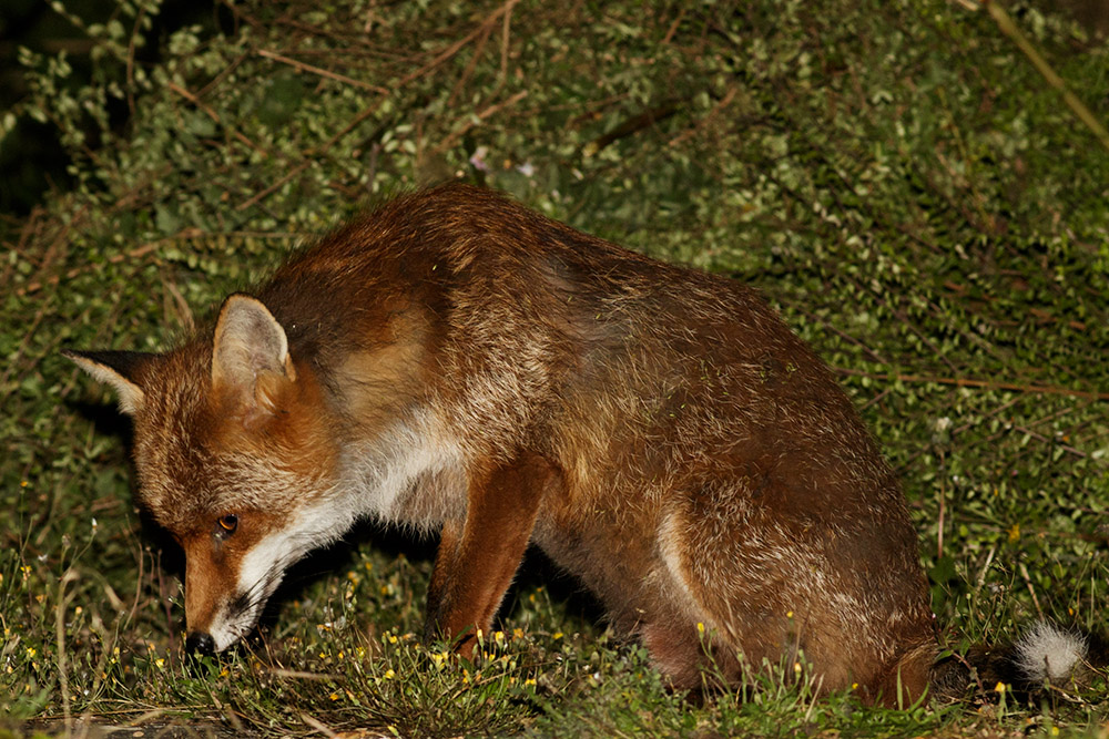 1108161008168038.jpg - Male fox in garden