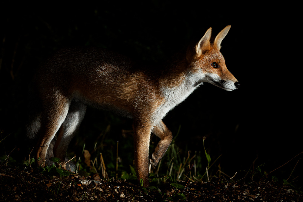 1108211008217068.jpg - Portrait of a fox cub (Blondie)