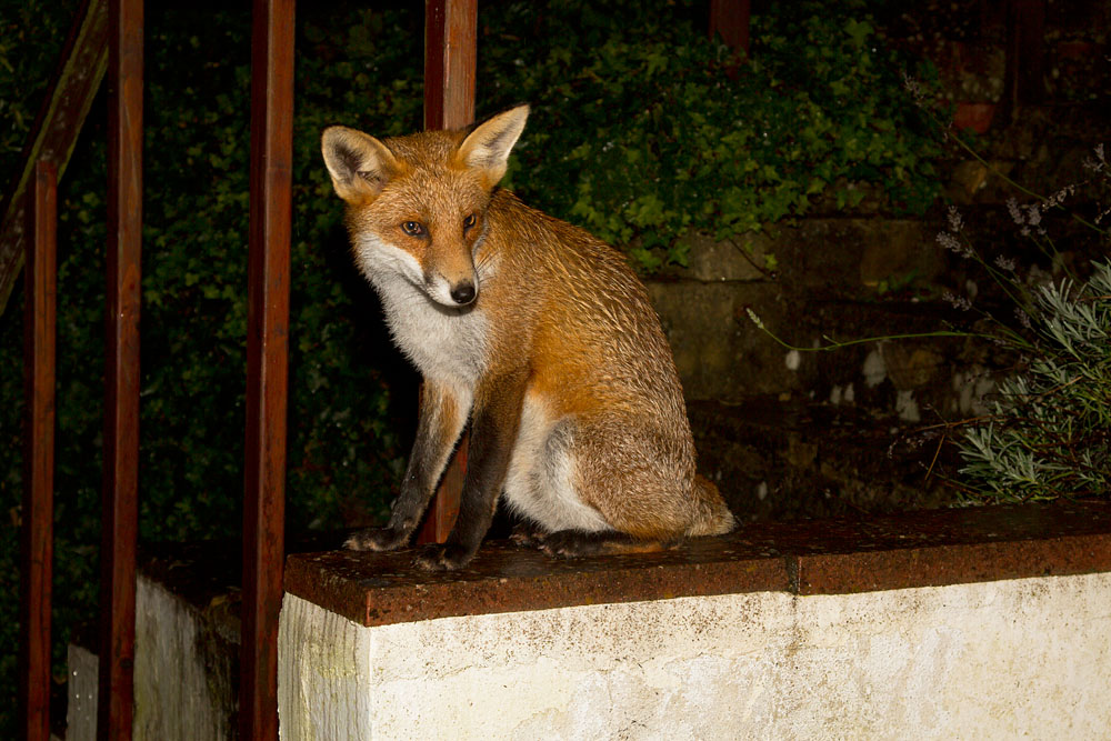 1110120910128663.jpg - Juvenile male fox sitting on garden wall in East Sussex.