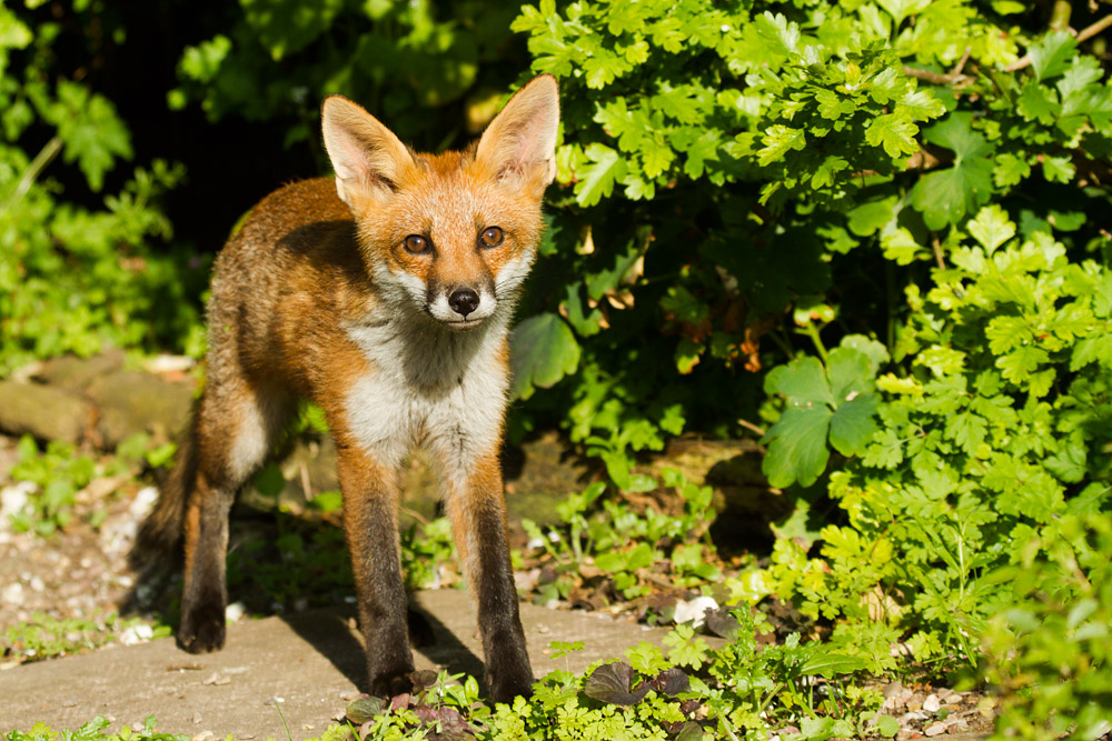 1110152906137162.jpg - Fox cub in sunshine