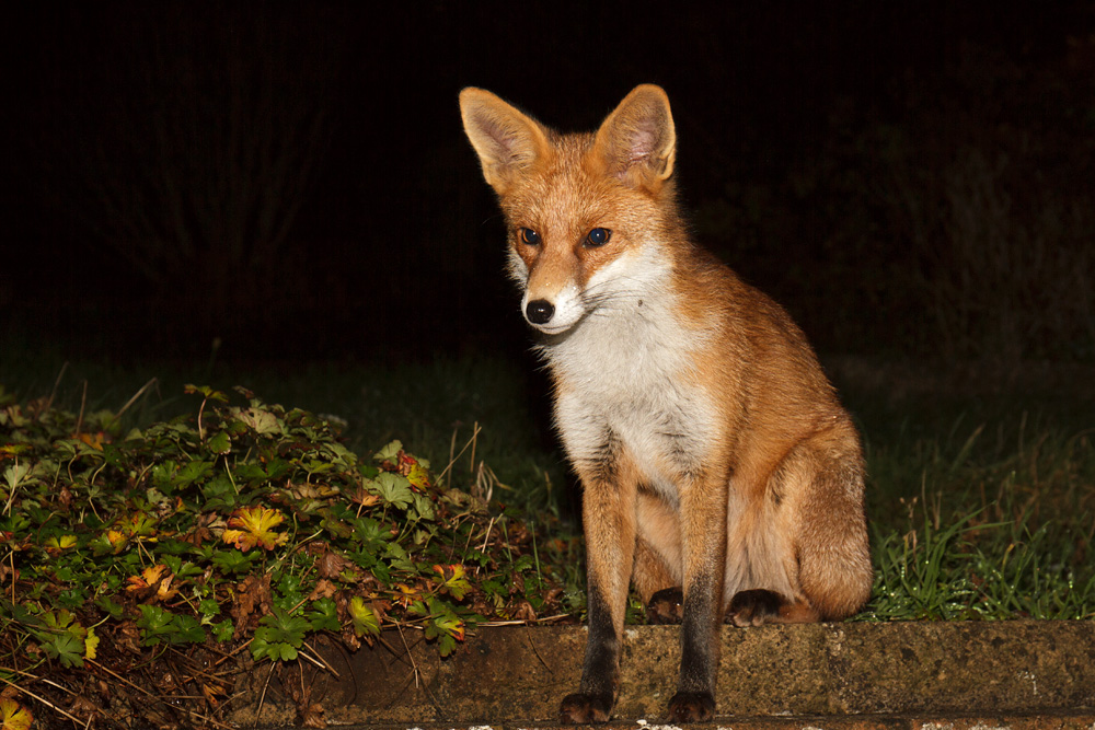 1111171111175512.jpg - Pretty Vixen