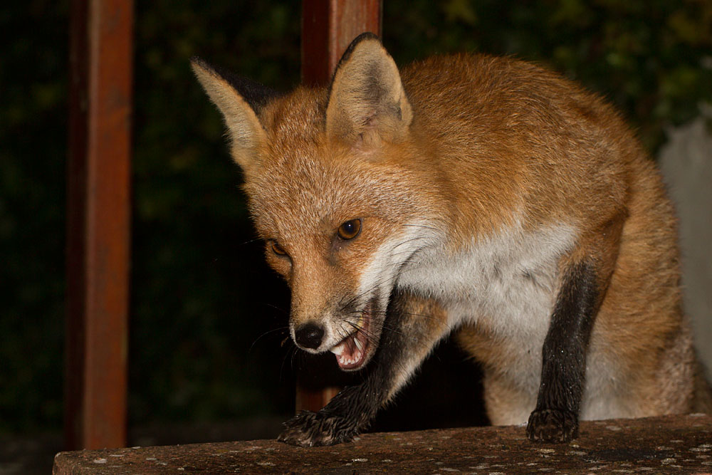 1112131012132221.jpg - Young fox on garden wall