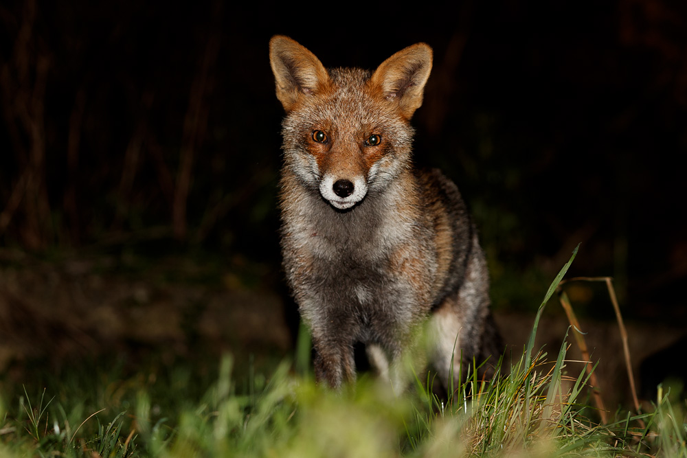 1201201201197131.jpg - Wolfy at night