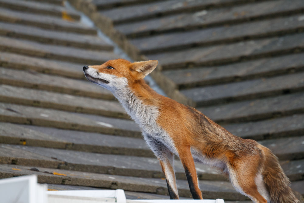 1202133105073969.jpg - Fox (Vulpes vulpes) stretching on the roof of a suburban property, East Sussex.