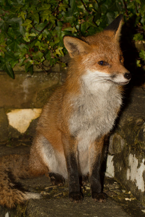 1202141102140697.jpg - Fox in garden
