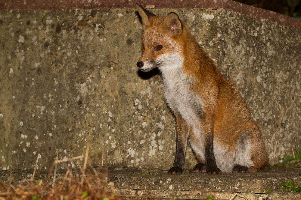 1203140903145318.jpg - Fox in garden