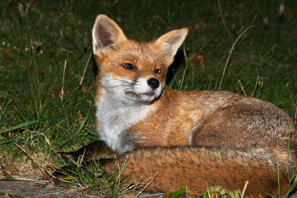 1203161109090440.jpg - Vixen relaxing