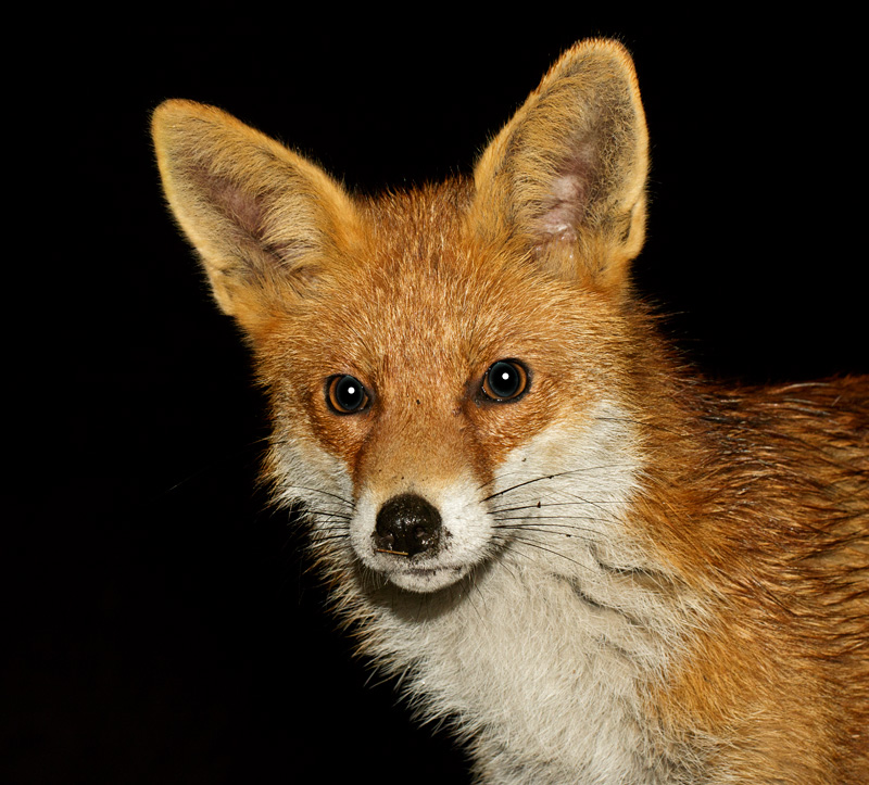 1203180903189241.jpg - Portraits of the Pretty Vixen