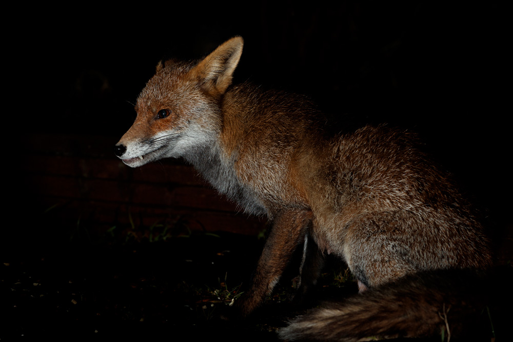1203211203214447.jpg - Portrait of Wolfy