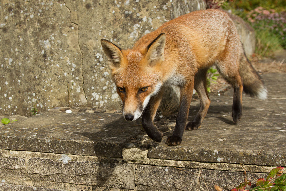 1205140809135261.jpg - Fox on garden path