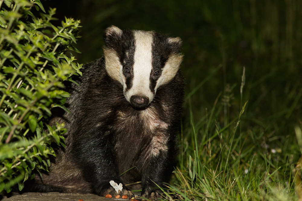 1206150606158623.jpg - Badger on the path