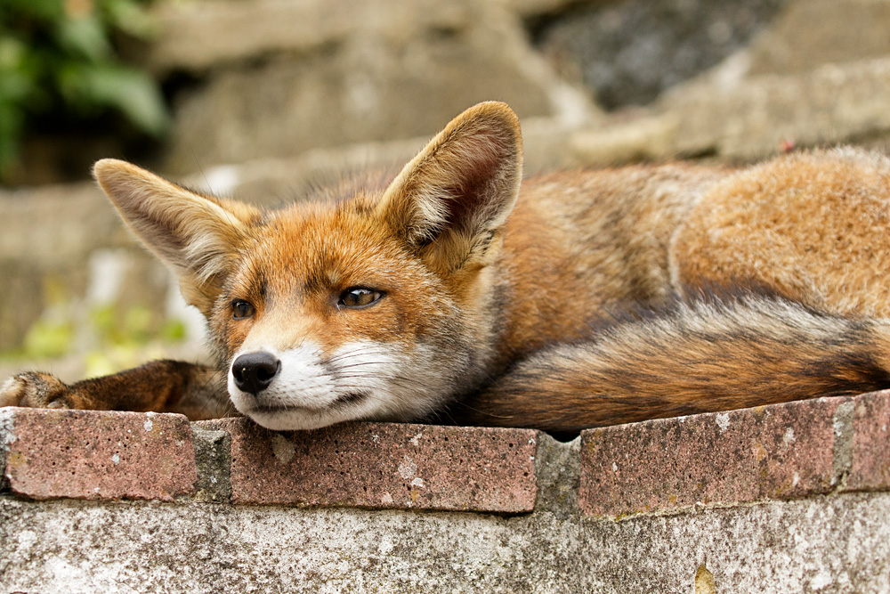 1207171207177937.jpg - Little dog fox in the garden