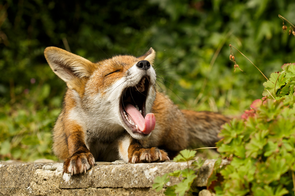 1208171208178966.jpg - Little dog fox yawning