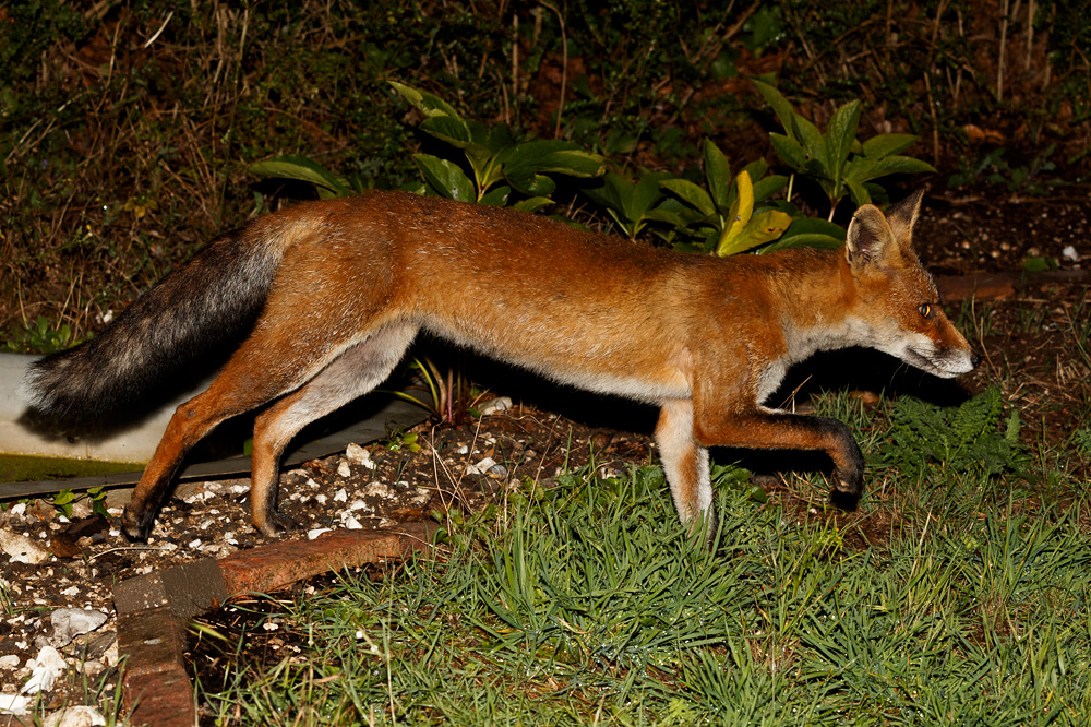 1208191008195563.jpg - Wolfy