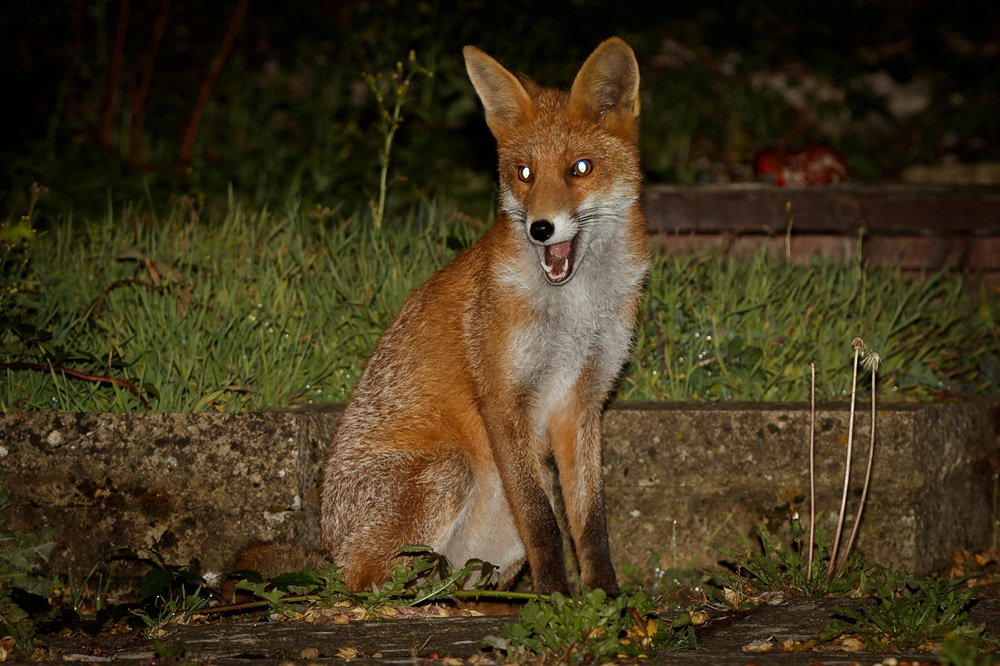 1209191209198459.jpg - Little Vixen with truncated brush