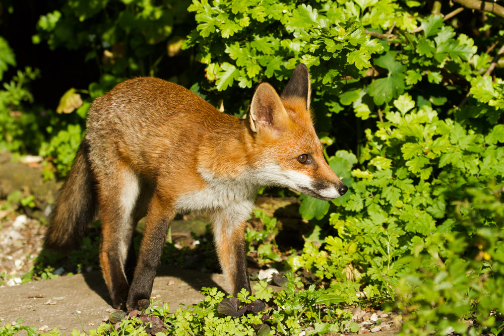1210152906137164.jpg - Fox cub in sunshine