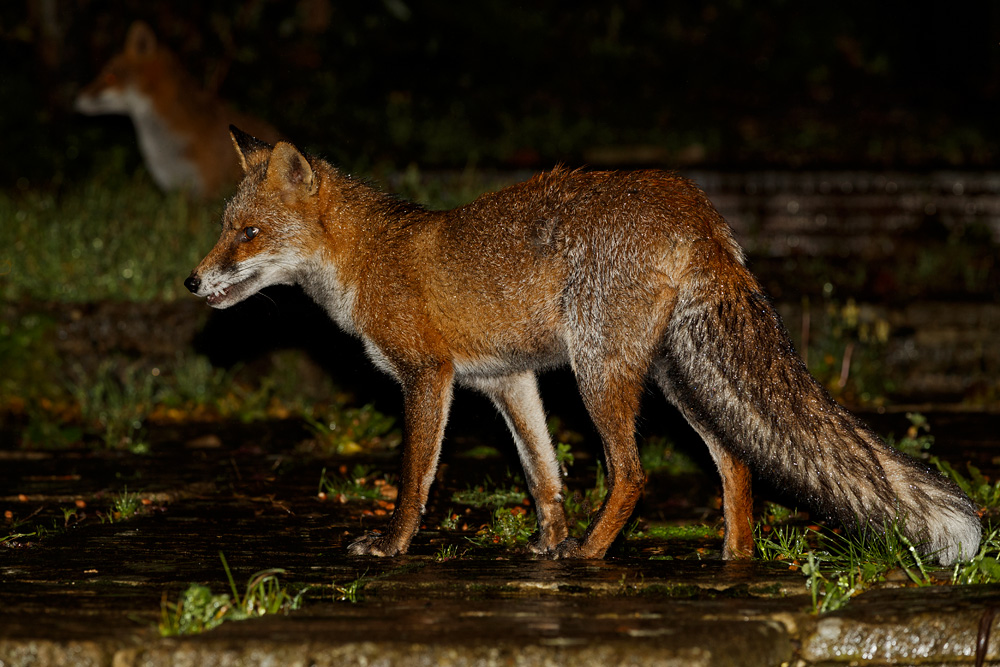 1210191110190491.jpg - Wolfy with little vixen in rear