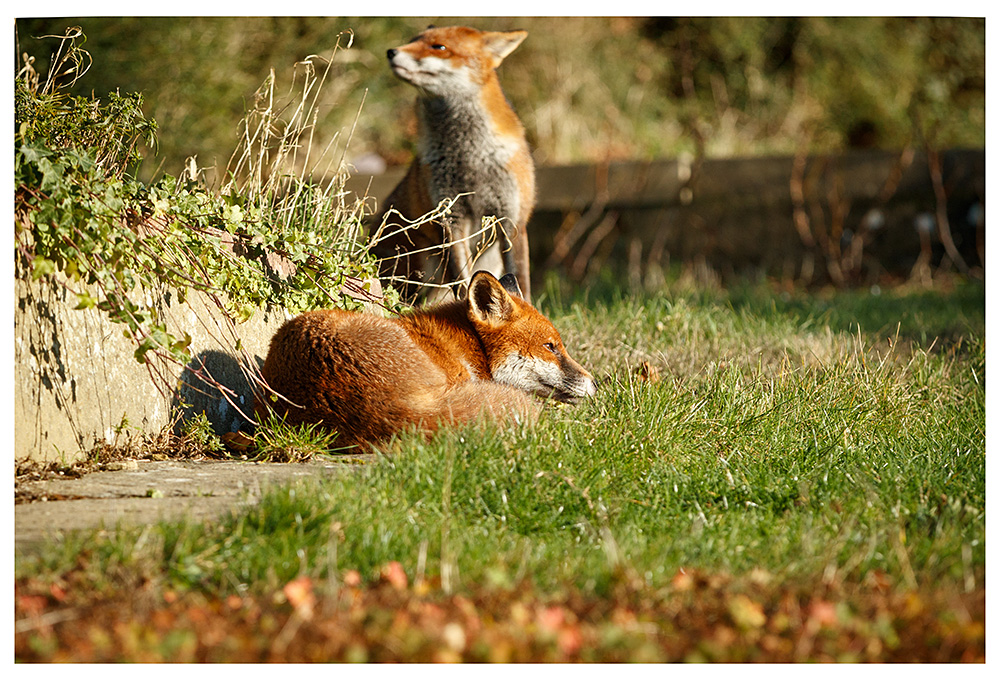 1301240901242154.jpg - Two foxes in sunshine (Lopa and Stripe)
