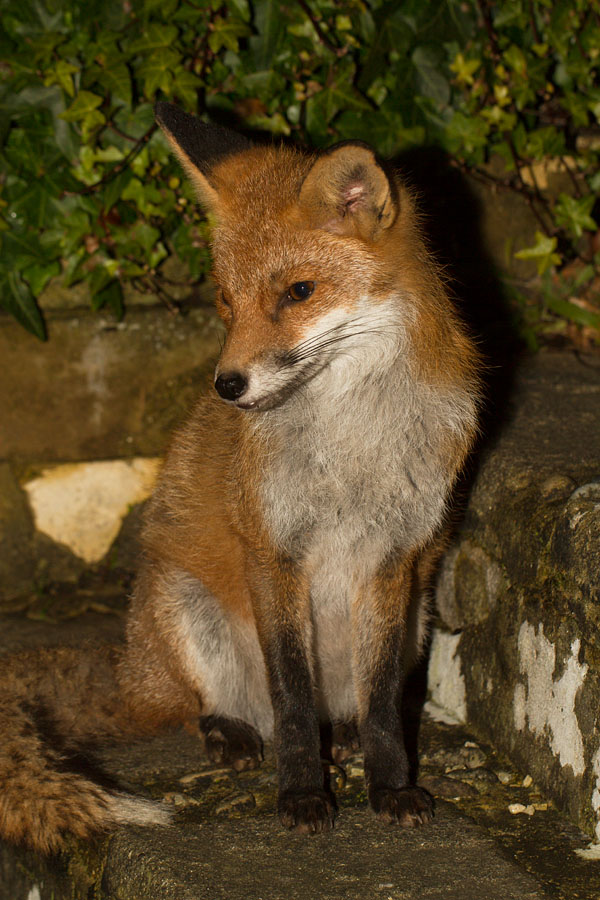 1302141102140696.jpg - Fox in garden