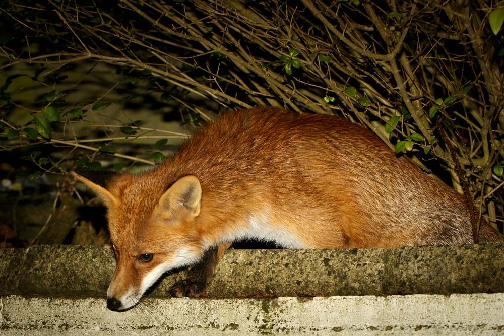 1302181202185885.jpg - Pretty Vixen creeping over wall