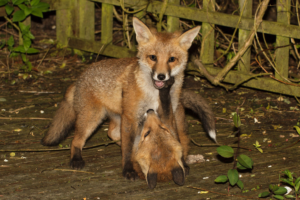 1303170106130903.jpg - Two fox cubs playing