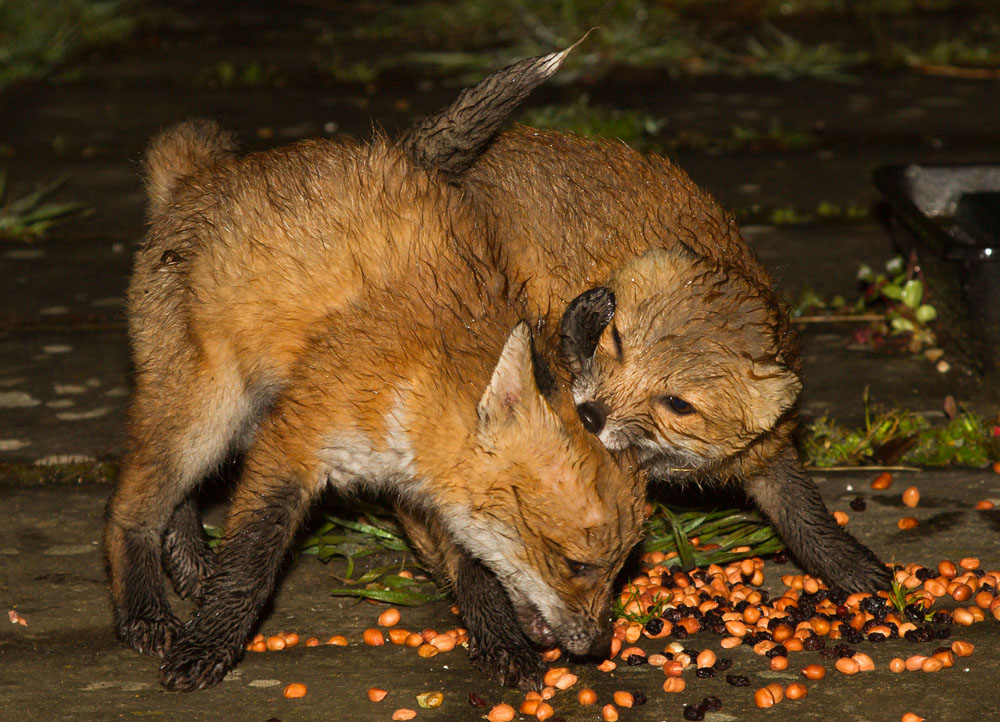 1305131205134767.jpg - Two wet fox cubs after the rain, fighting over scraps and peanuts.