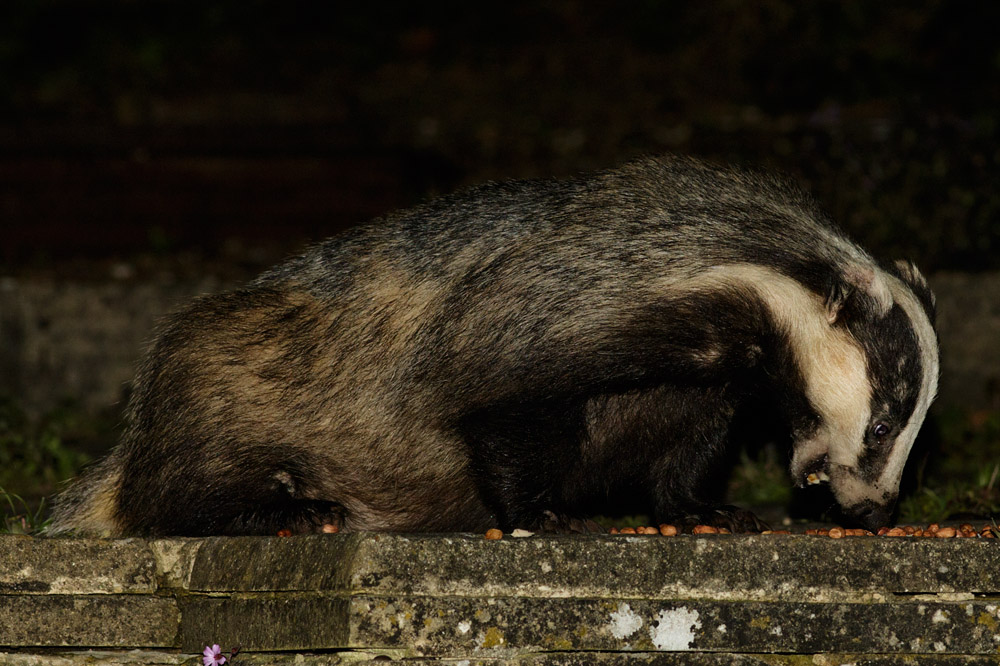 1305151005152814.jpg - Badger in garden (male #1)
