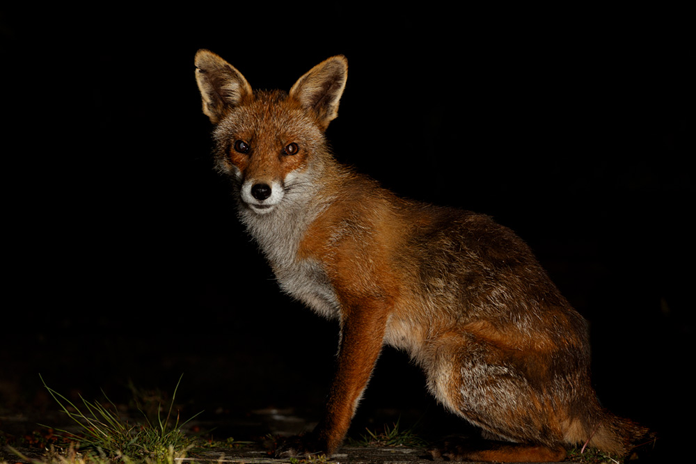 1305201305209465.jpg - Portrait of Wolfy
