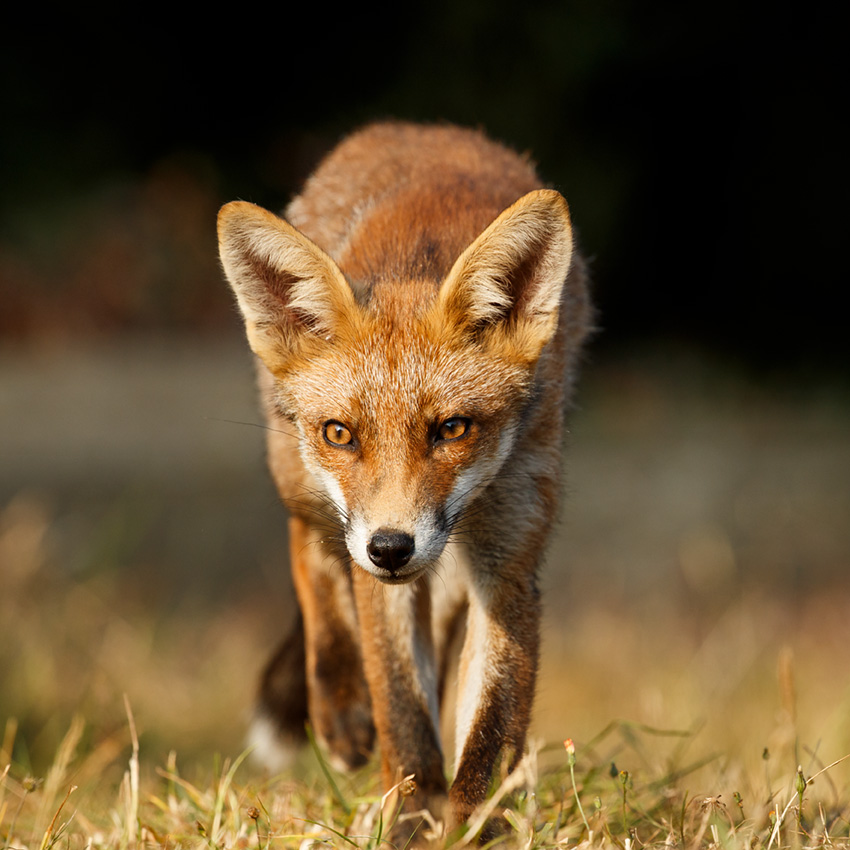 1307181307185877.jpg - Young fox  at around 18 weeks old (Scamp)