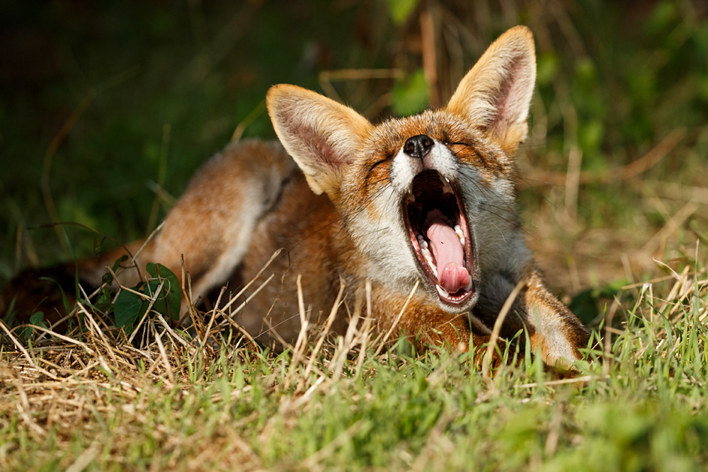 1308181308186715.jpg - Portrait of a young fox (Scamp)