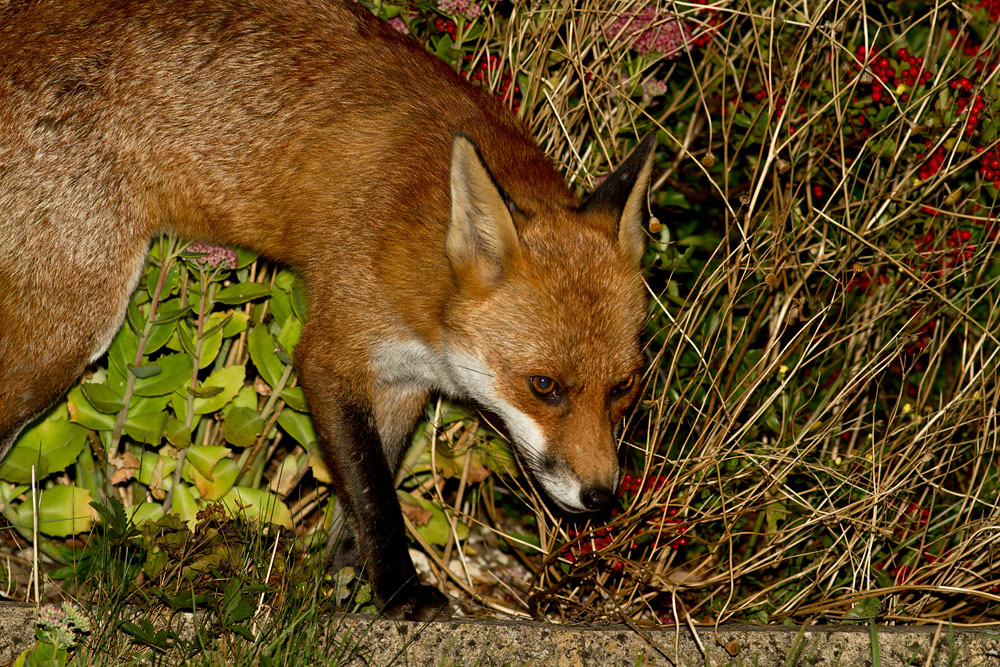 1309121109123210.jpg - Adult male fox in suburban garden.