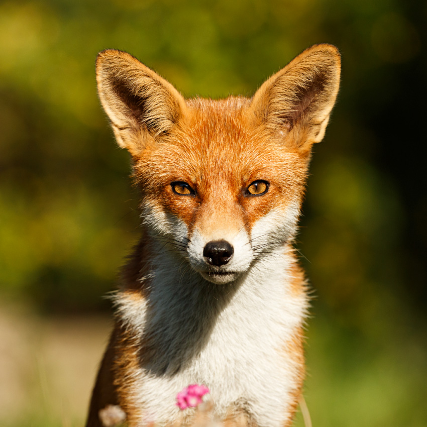 1309181309186916.jpg - Pretty Vixen in the sunshine