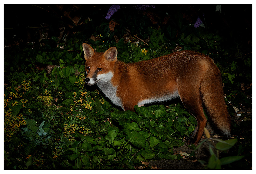 1309231209230445.jpg - Stripe the dog fox at night
