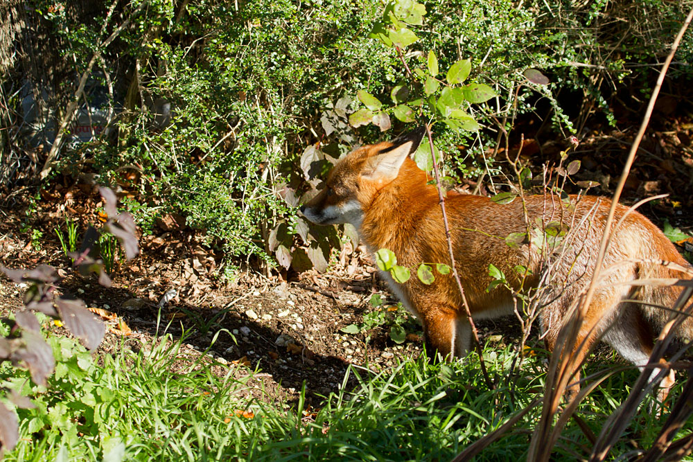 1311121111123418.jpg - Fox (Vulpes vulpes) in garden